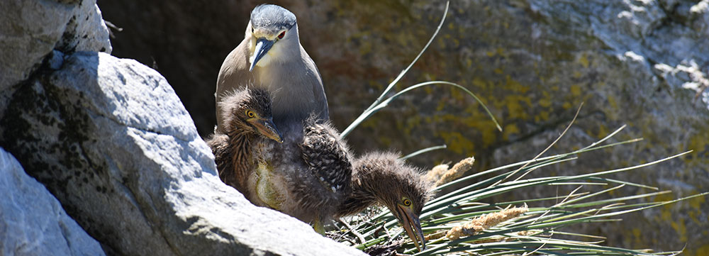 Black crowned night heron and two chicks